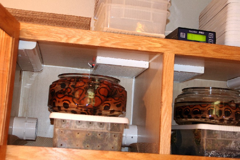 Care Sheet Brazilian Rainbow Boa breeding - Feeding Schedule For Mature Brazilian Rainbow Boa Breeding Program